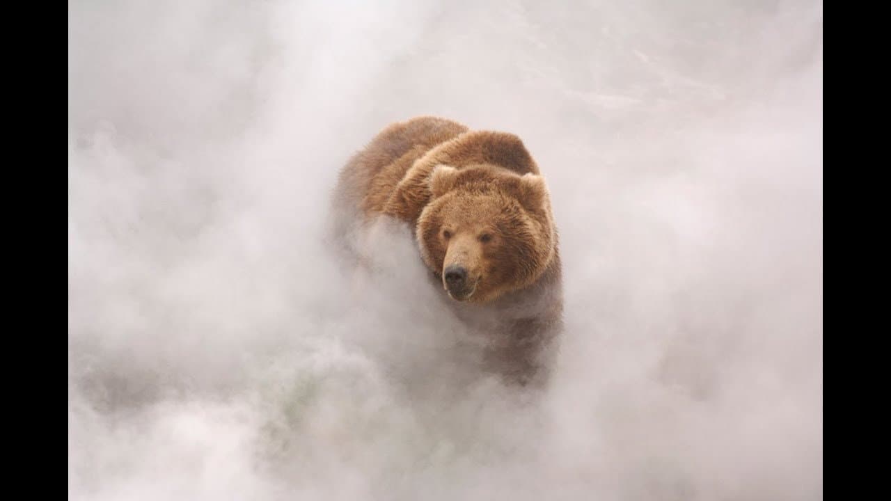 Terre des ours — visuel 3