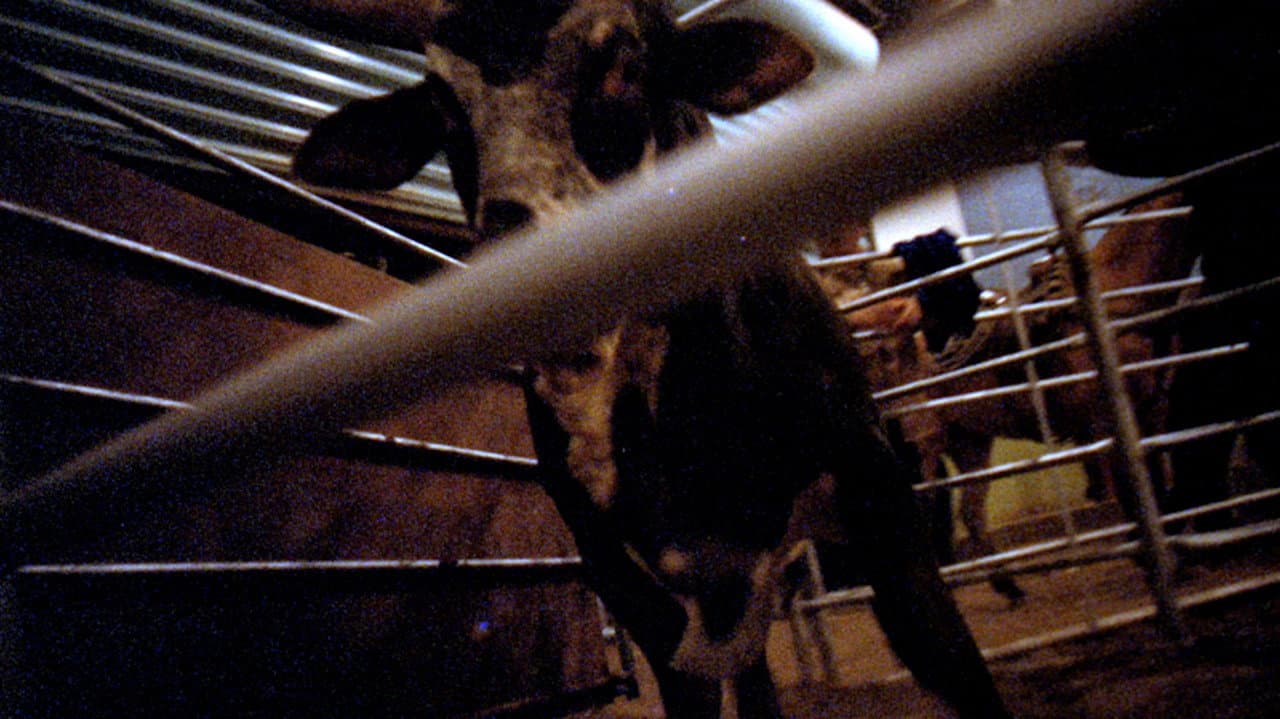 Rodeo — visuel 3